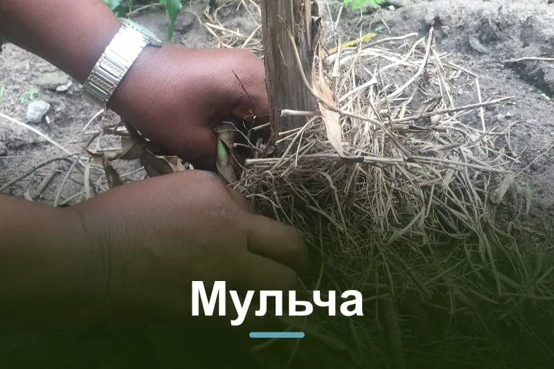 Мульчування грядок: чим і коли мульчувати город
