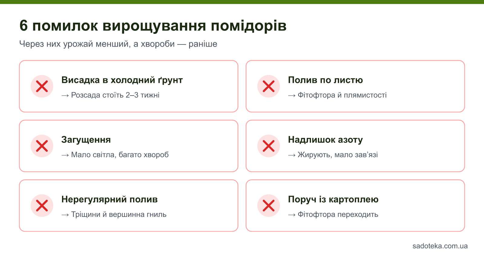 6 помилок вирощування помідорів у відкритому ґрунті: холодний ґрунт, полив по листю, загущення, азот, нерегулярний полив, сусідство з картоплею