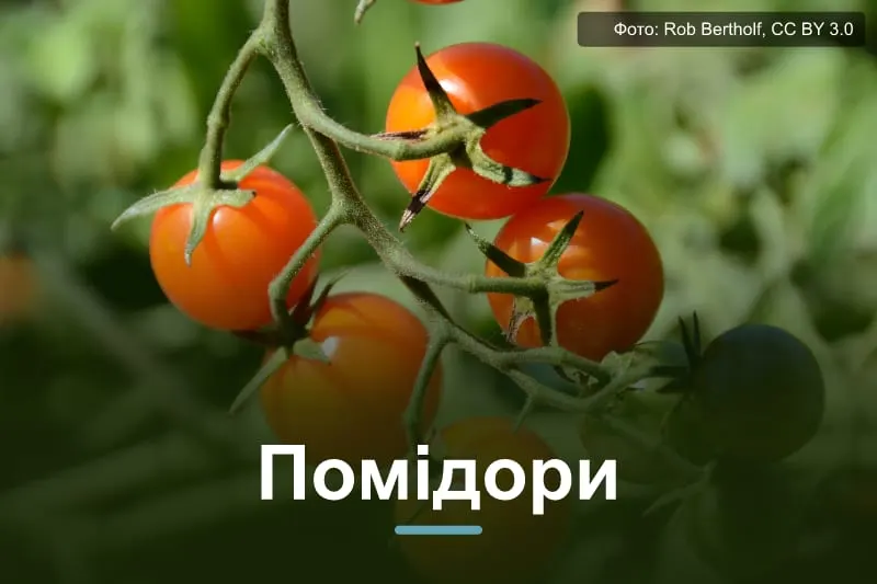 Помідори у відкритому ґрунті: вирощування і догляд