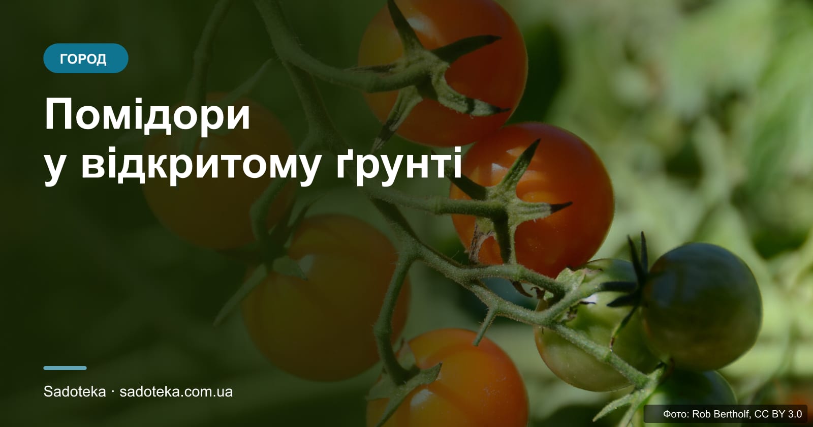 Помідори у відкритому ґрунті: вирощування і догляд