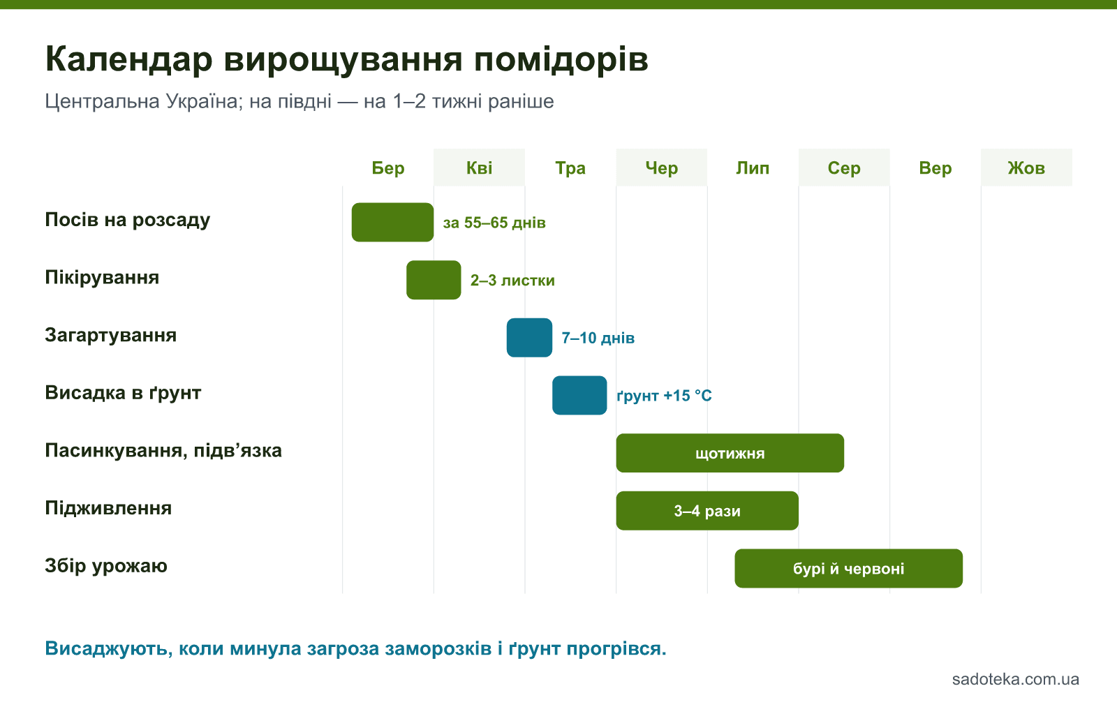 Календар вирощування помідорів у відкритому ґрунті: посів на розсаду, пікірування, загартування, висадка, пасинкування, підживлення, збір урожаю