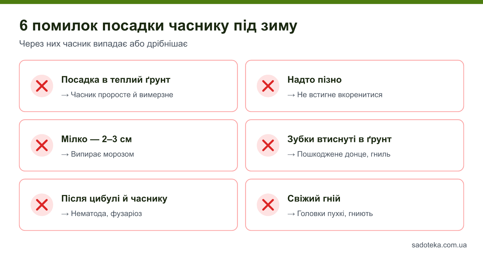 6 помилок посадки часнику під зиму: посадка в теплий ґрунт, пізня посадка, мілка посадка, втиснуті зубки, погані попередники, свіжий гній