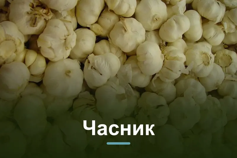Посадка часнику під зиму: терміни, глибина, схема