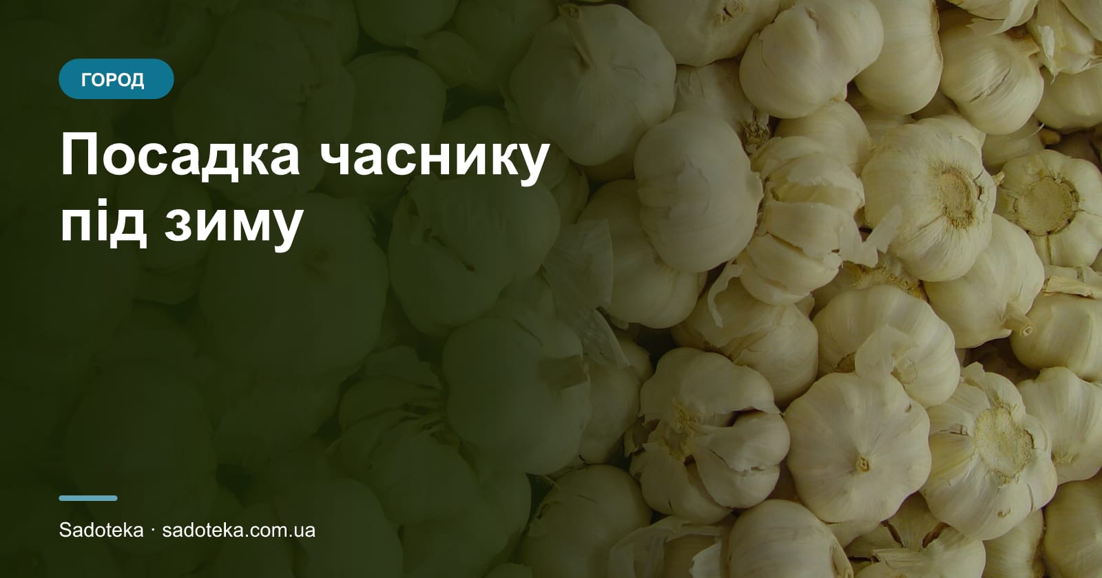 Посадка часнику під зиму: терміни, глибина, схема