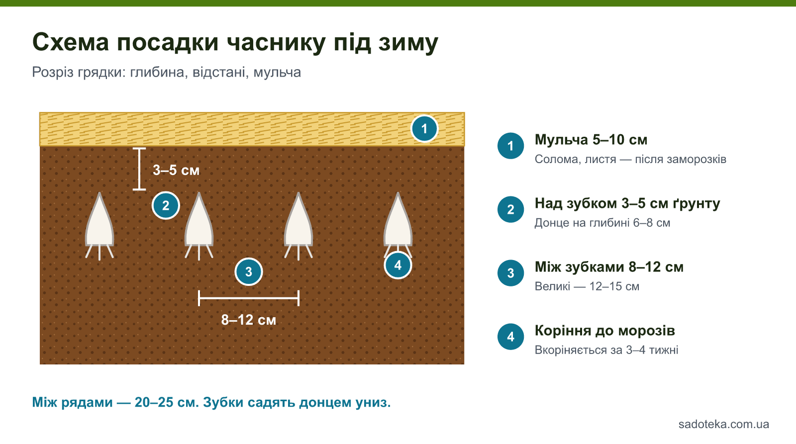 Схема посадки часнику під зиму в розрізі: мульча 5–10 см, над зубком 3–5 см ґрунту, відстань між зубками 8–12 см