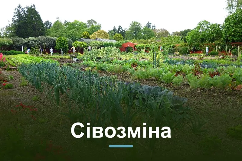 Сівозміна на городі: таблиця попередників і схема