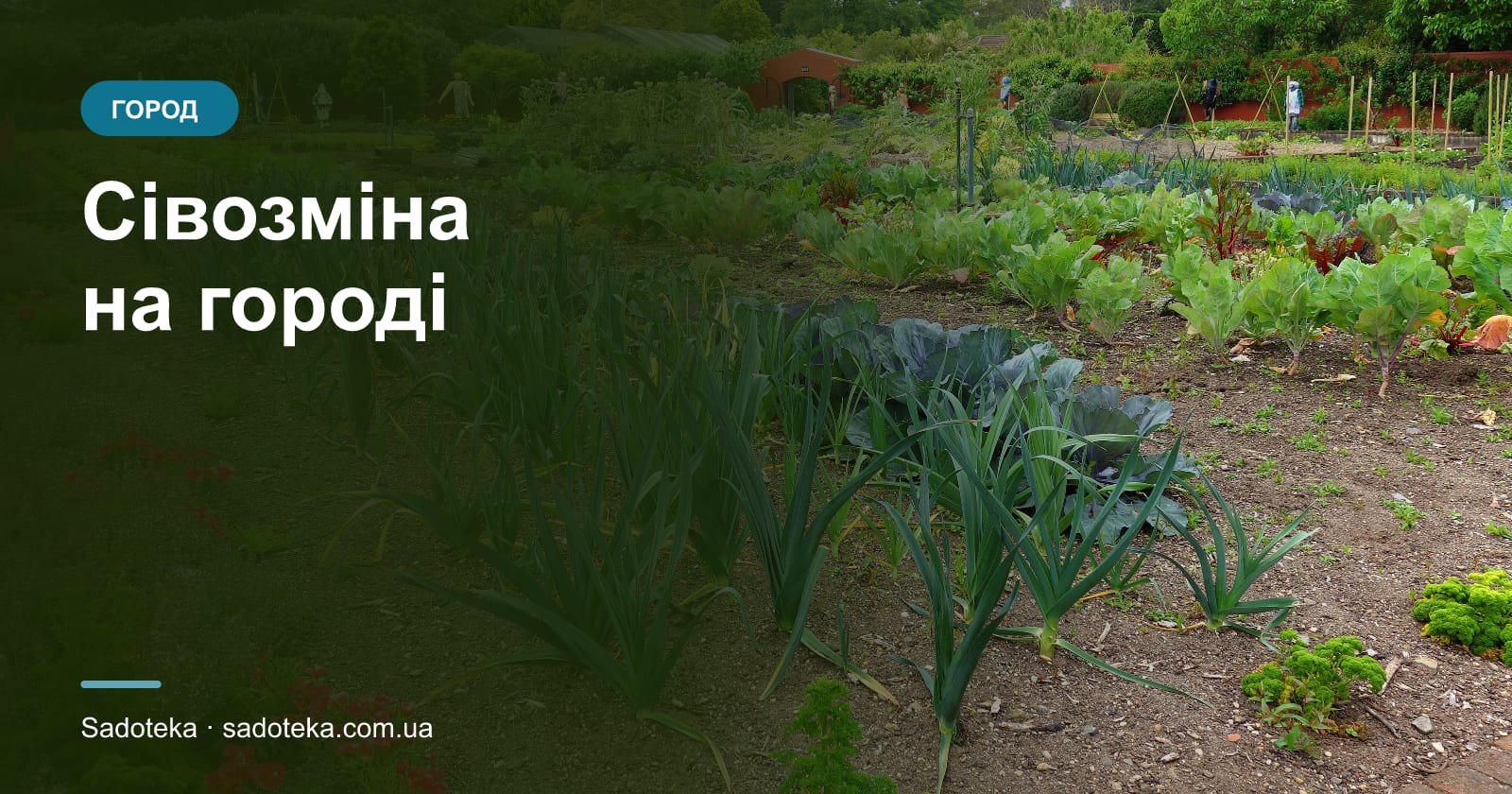 Сівозміна на городі: таблиця попередників і схема