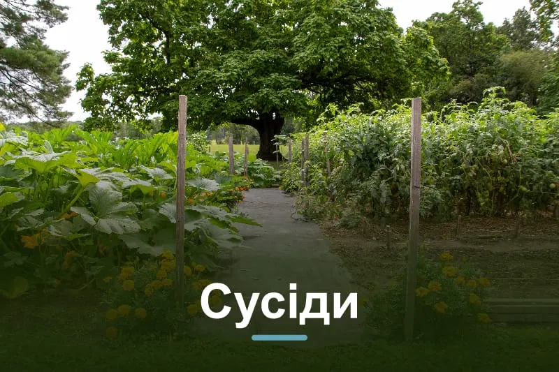 Сумісність овочів на грядці: що з чим садити