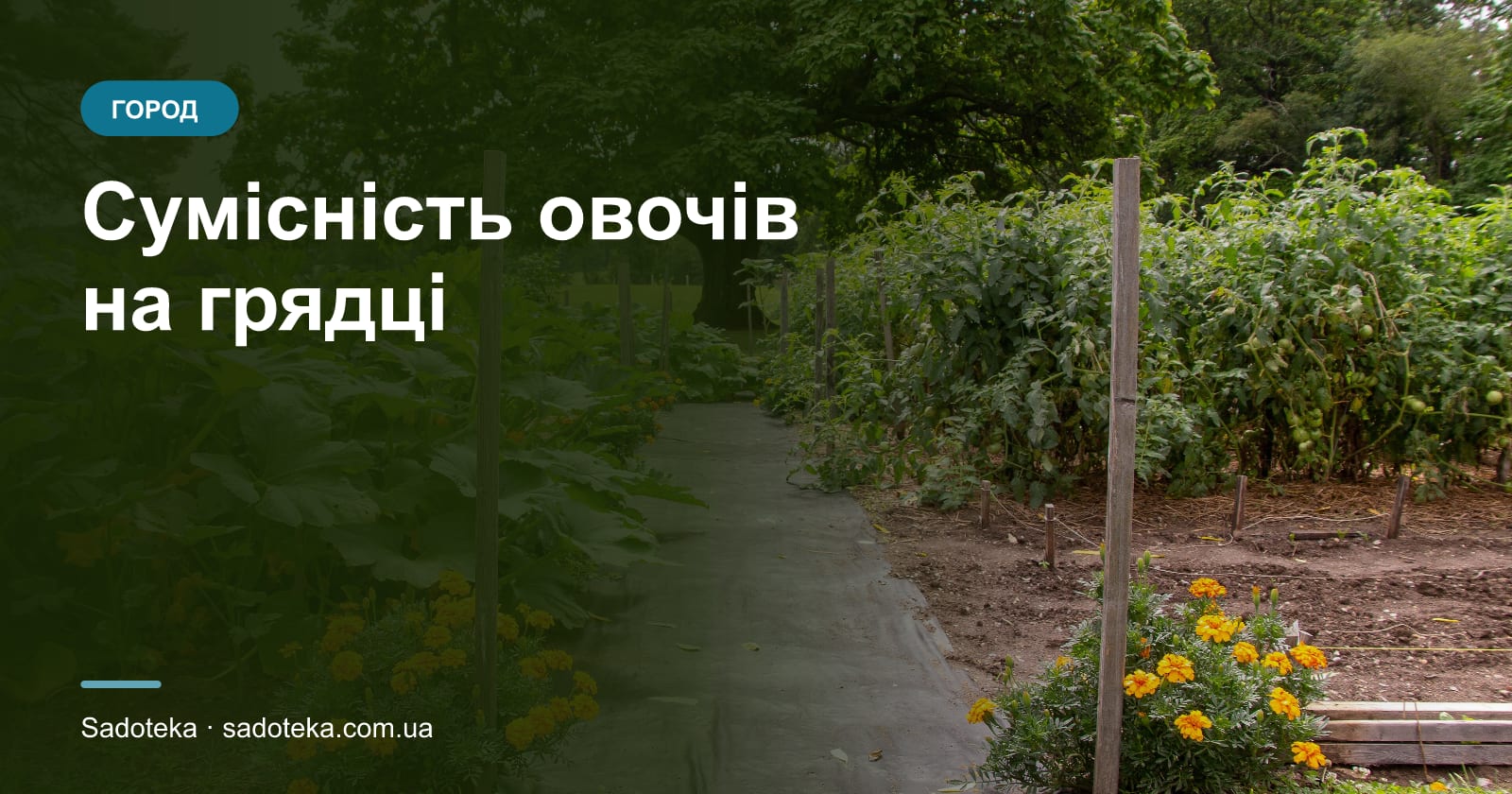 Сумісність овочів на грядці: що з чим садити