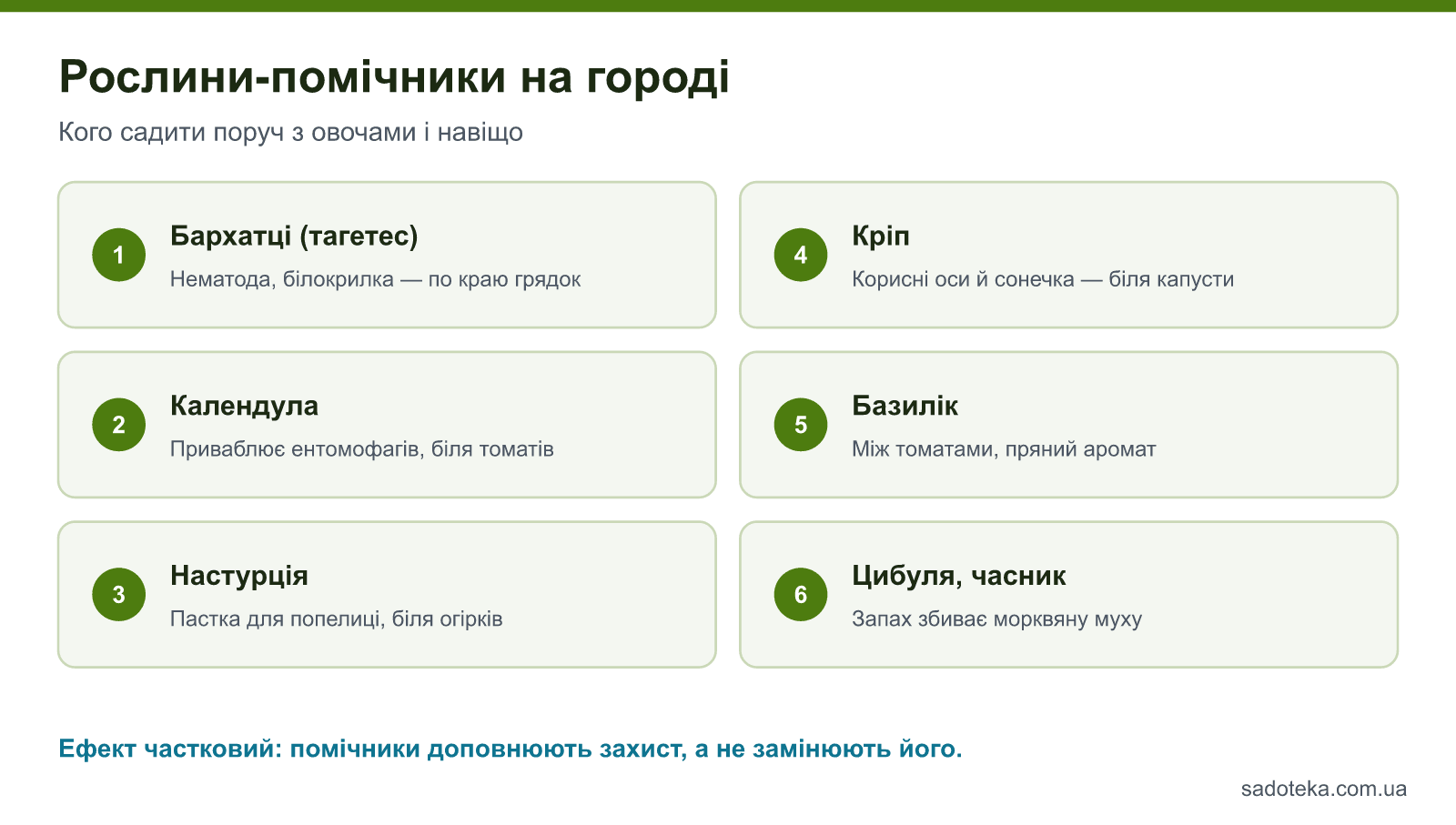 Рослини-помічники на городі: бархатці, календула, настурція, кріп, базилік, цибуля й часник і для чого їх садити