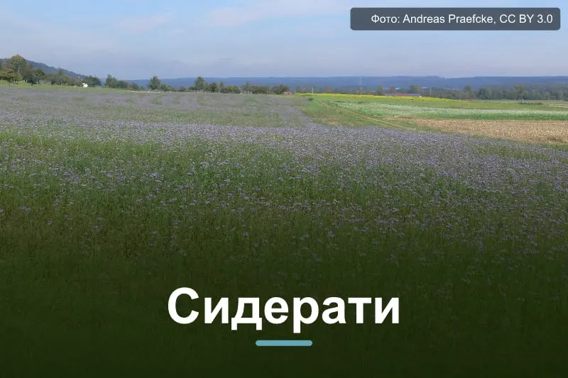Сидерати восени: які сіяти і коли заорювати