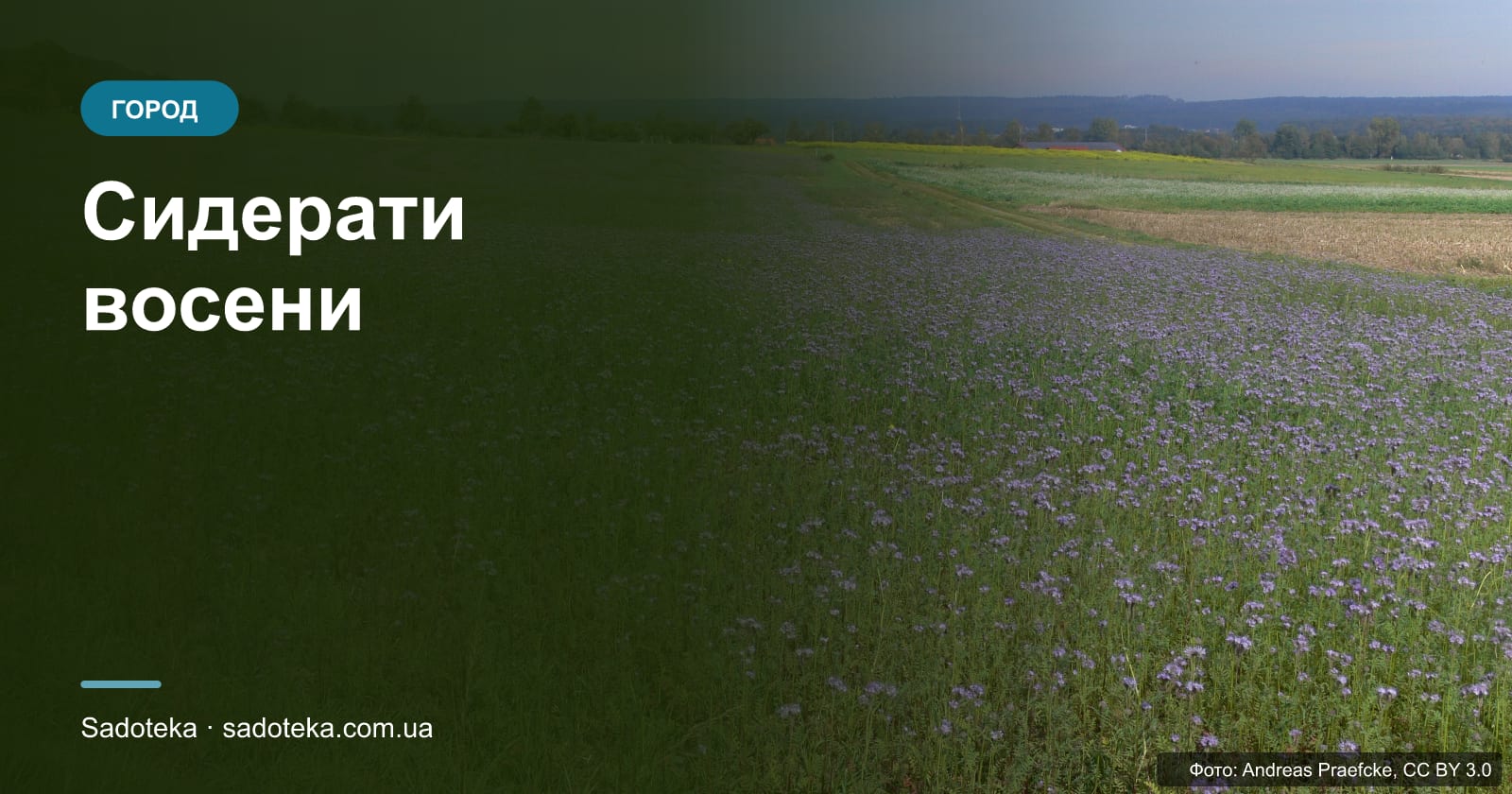 Сидерати восени: які сіяти і коли заорювати
