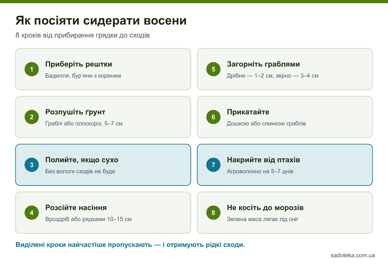 Інструкція посіву сидератів восени у 8 кроках: від прибирання решток і поливу до укриття від птахів