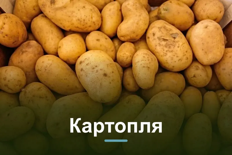 Як зберігати картоплю взимку: погріб, балкон, квартира