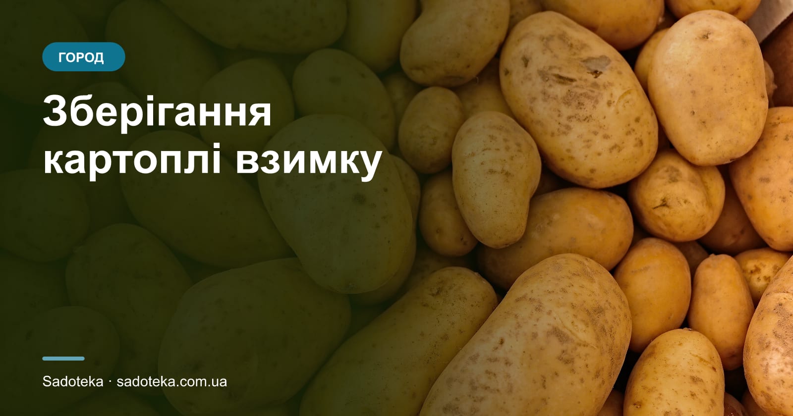 Як зберігати картоплю взимку: погріб, балкон, квартира